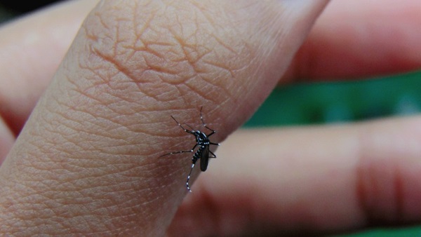 Eloigner et repousser les moustiques tigres